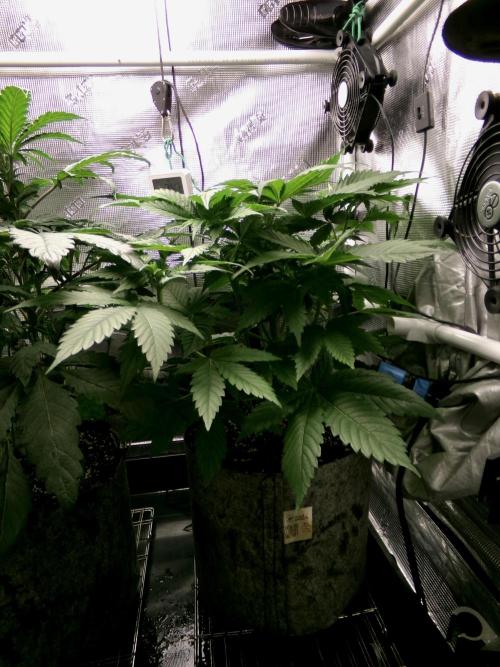 Gelato (GDG24 #2). Week 5 - Day 33