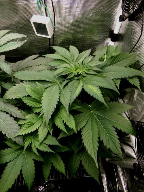 Gelato (GDG24 #2). Week 5