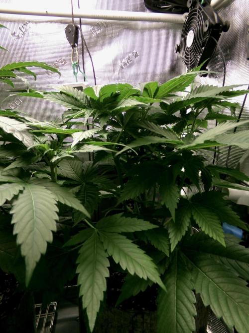 Gelato (GDG24 #2). Week 5