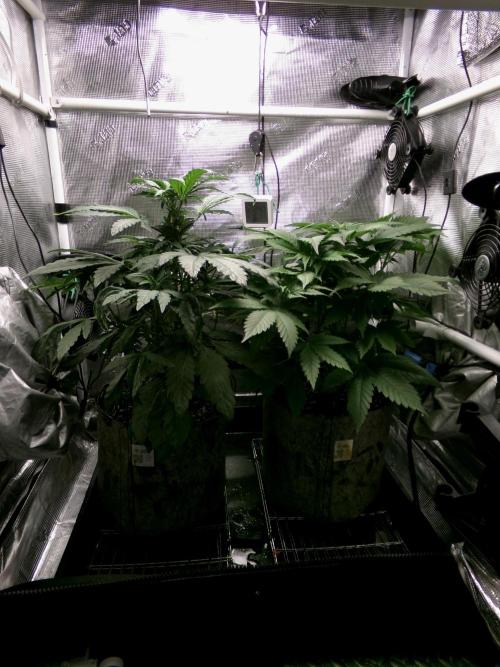 Gelato (GDG24 #2). Week 5