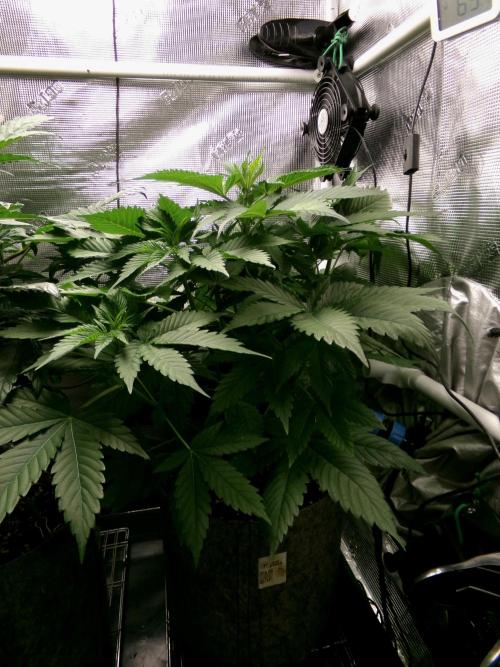 Gelato (GDG24 #2). Week 5 - Day 35