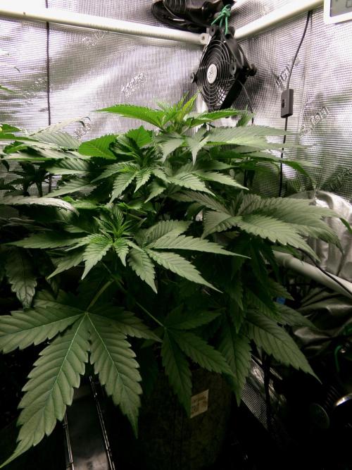 Gelato (GDG24 #2). Week 5