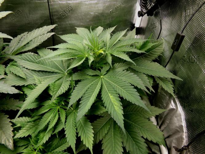 Gelato (GDG24 #2). Week 5