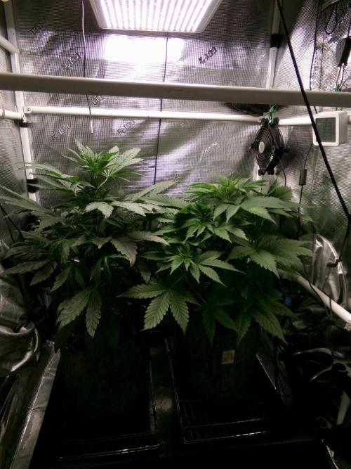 Gelato (GDG24 #2). Week 5