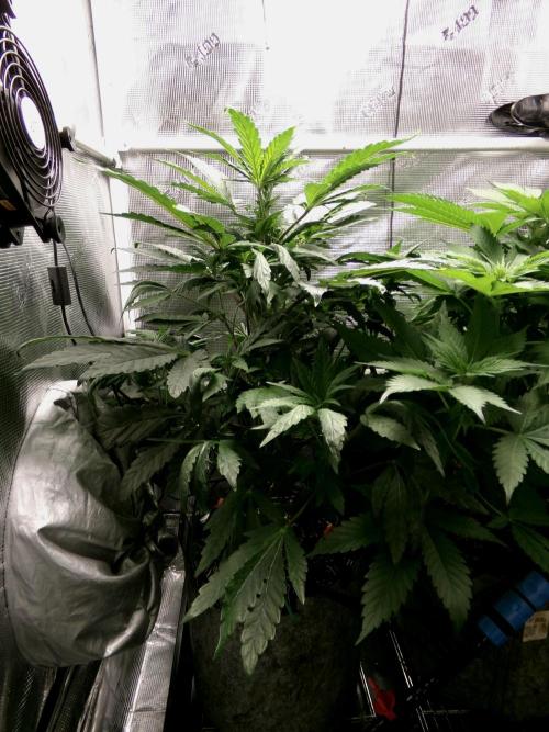 Biscotti Gelato (GDG 24 #1). Week 7 - Day 46