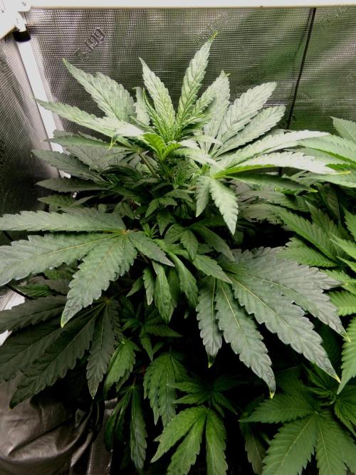 Biscotti Gelato (GDG 24 #1). Week 7