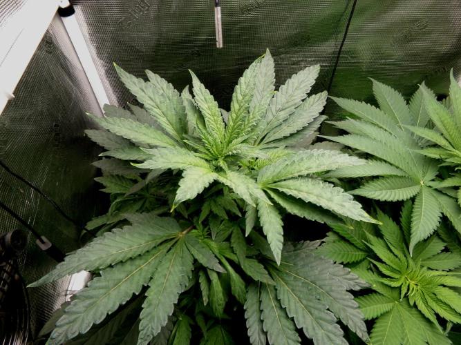 Biscotti Gelato (GDG 24 #1). Week 7