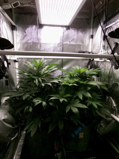 Biscotti Gelato (GDG 24 #1). Week 7