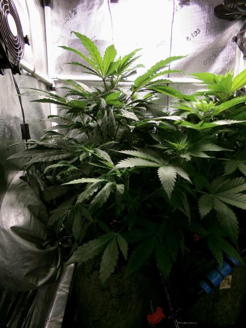 Biscotti Gelato (GDG 24 #1). Week 7 - Day 49