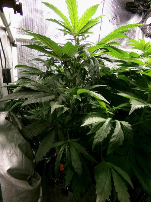 Biscotti Gelato (GDG 24 #1). Week 7