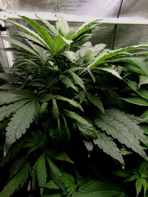 Biscotti Gelato (GDG 24 #1). Week 7