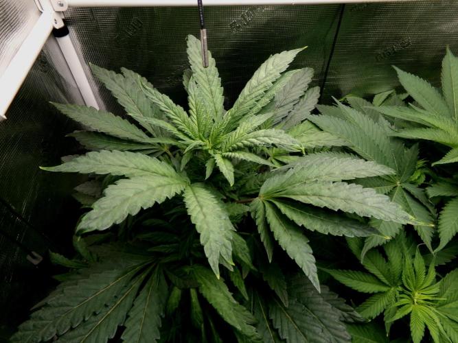 Biscotti Gelato (GDG 24 #1). Week 7