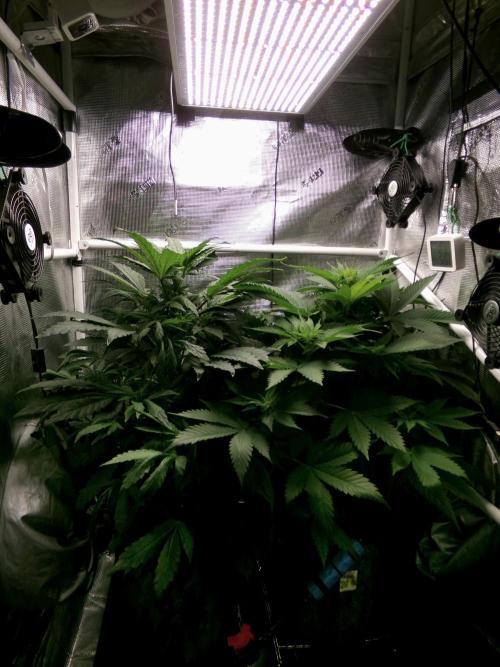 Biscotti Gelato (GDG 24 #1). Week 7