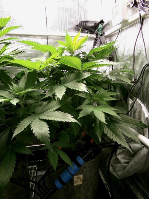 Gelato (GDG24 #2). Week 6 - Day 39