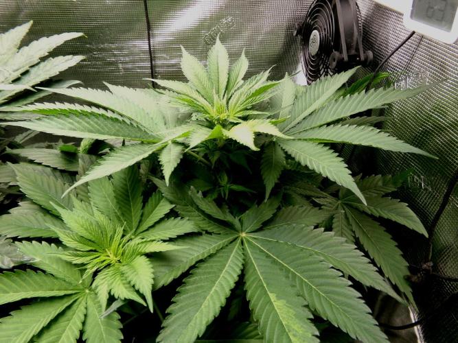 Gelato (GDG24 #2). Week 6