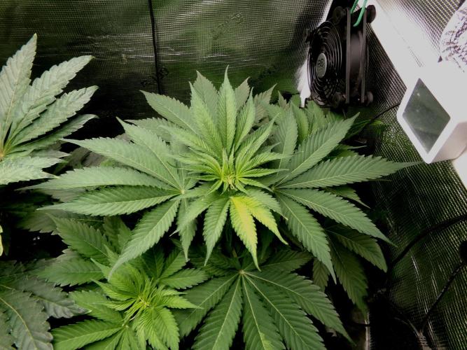 Gelato (GDG24 #2). Week 6