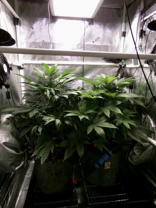 Gelato (GDG24 #2). Week 6