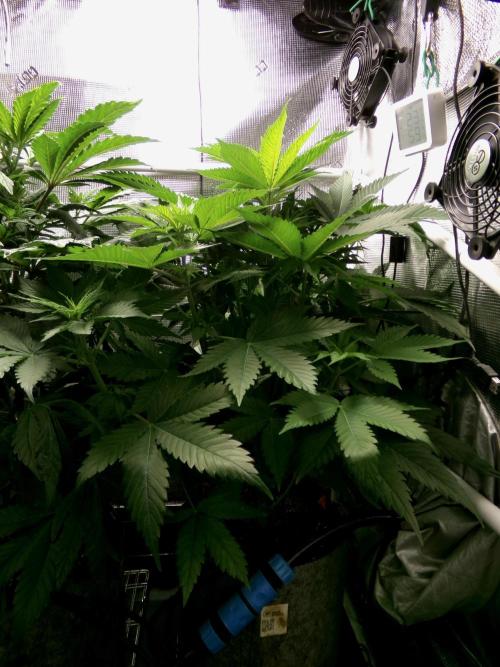 Gelato (GDG24 #2). Week 6 - Day 42