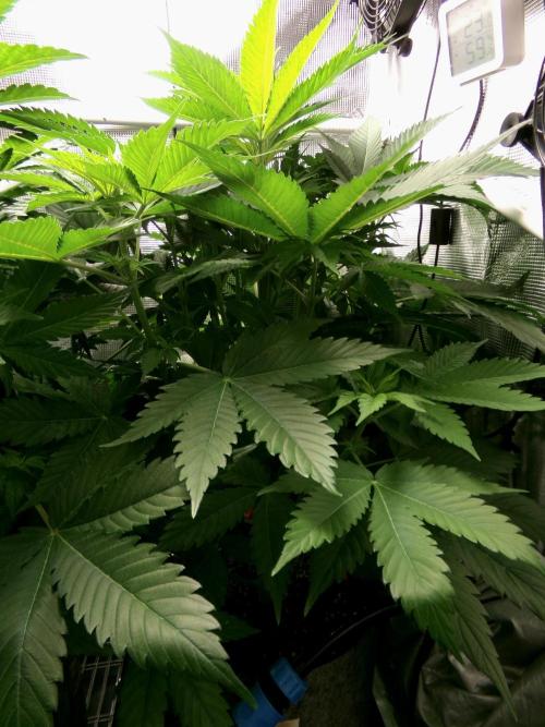 Gelato (GDG24 #2). Week 6