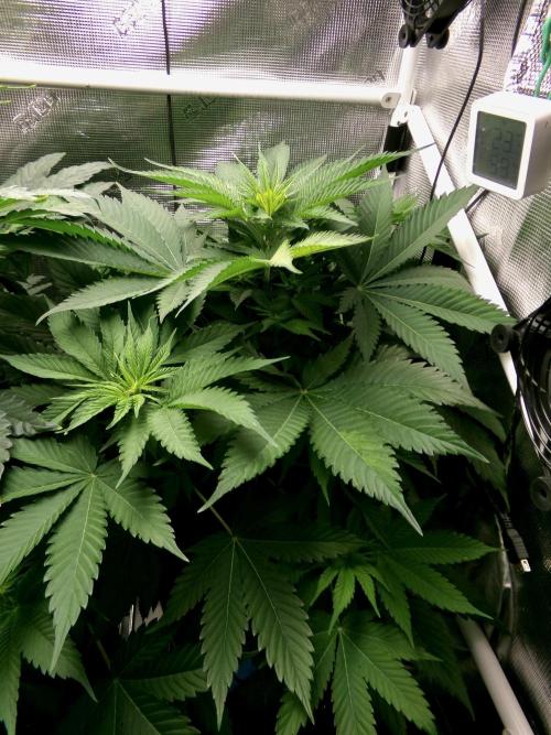 Gelato (GDG24 #2). Week 6