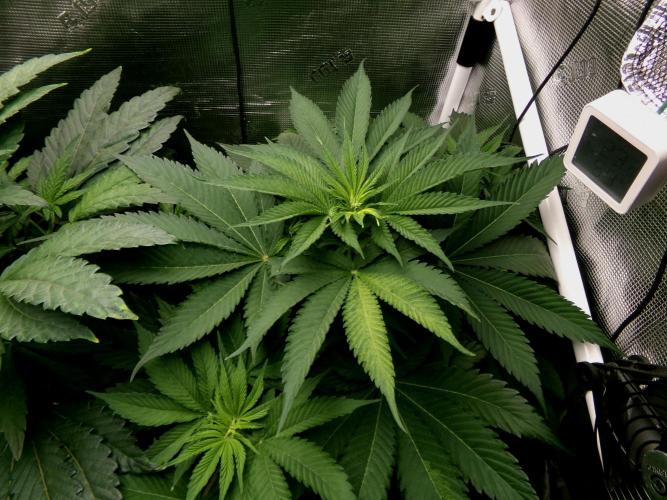 Gelato (GDG24 #2). Week 6