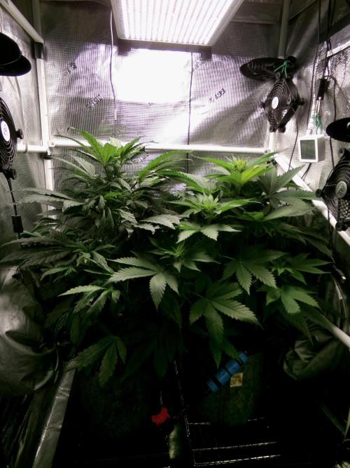 Gelato (GDG24 #2). Week 6