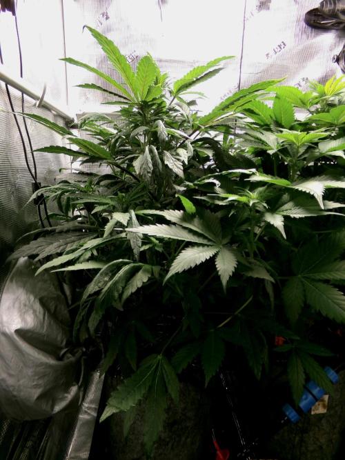 Biscotti Gelato (GDG 24 #1). Week 8 - Day 51