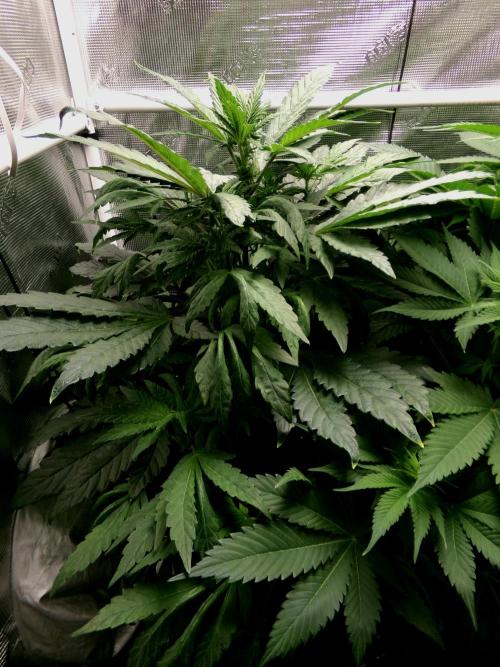 Biscotti Gelato (GDG 24 #1). Week 8