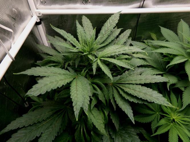 Biscotti Gelato (GDG 24 #1). Week 8