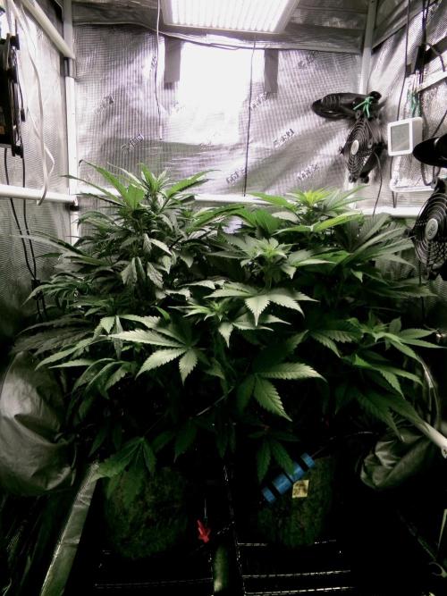 Biscotti Gelato (GDG 24 #1). Week 8