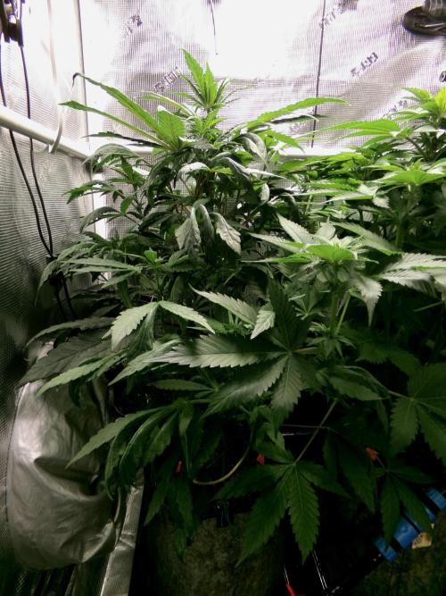 Biscotti Gelato (GDG 24 #1). Week 8 - Day 53