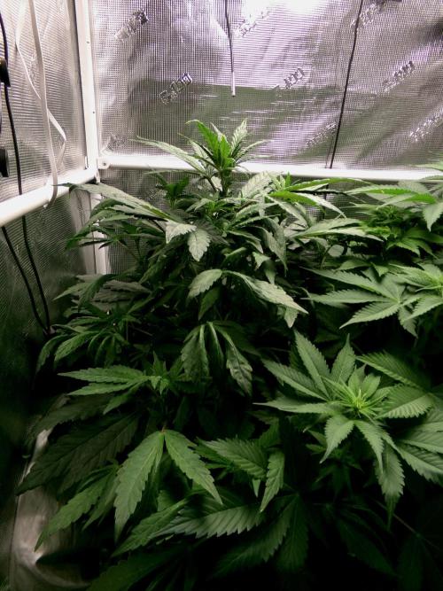 Biscotti Gelato (GDG 24 #1). Week 8