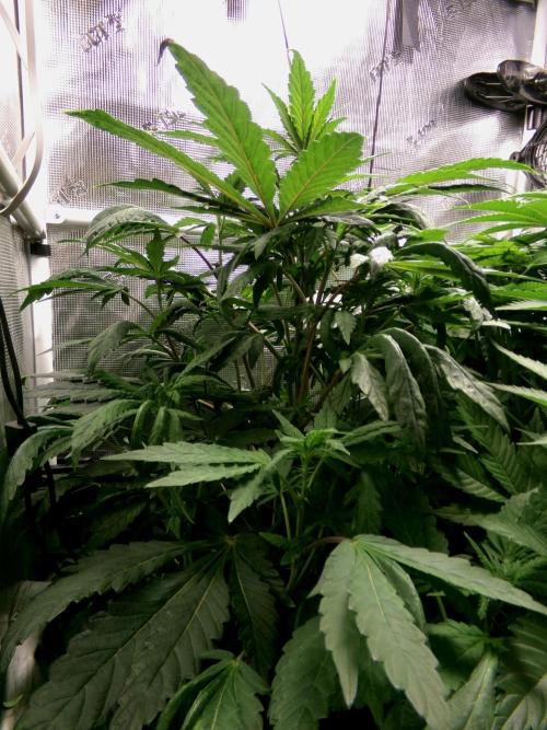 Biscotti Gelato (GDG 24 #1). Week 8