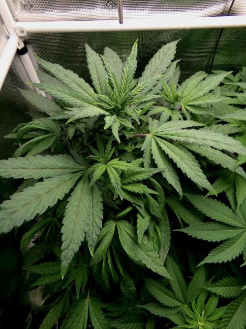 Biscotti Gelato (GDG 24 #1). Week 8