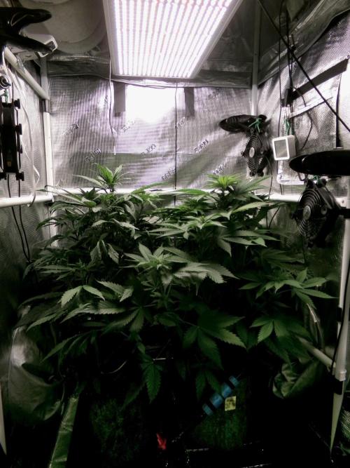 Biscotti Gelato (GDG 24 #1). Week 8