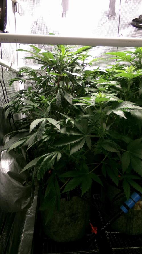 Biscotti Gelato (GDG 24 #1). Week 8 - Day 55