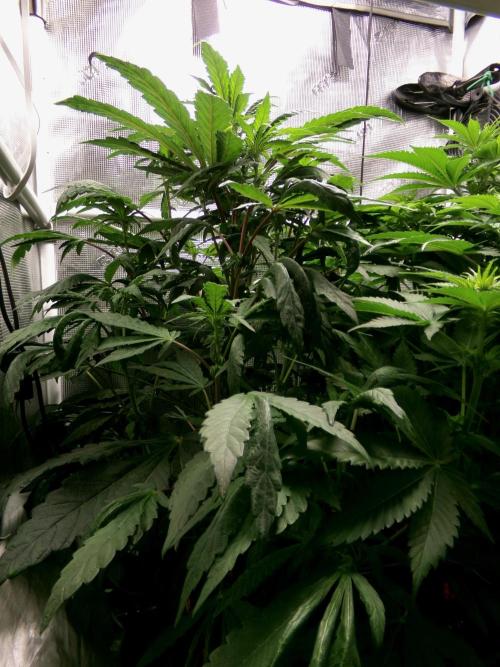 Biscotti Gelato (GDG 24 #1). Week 8