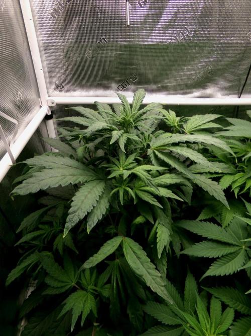 Biscotti Gelato (GDG 24 #1). Week 8