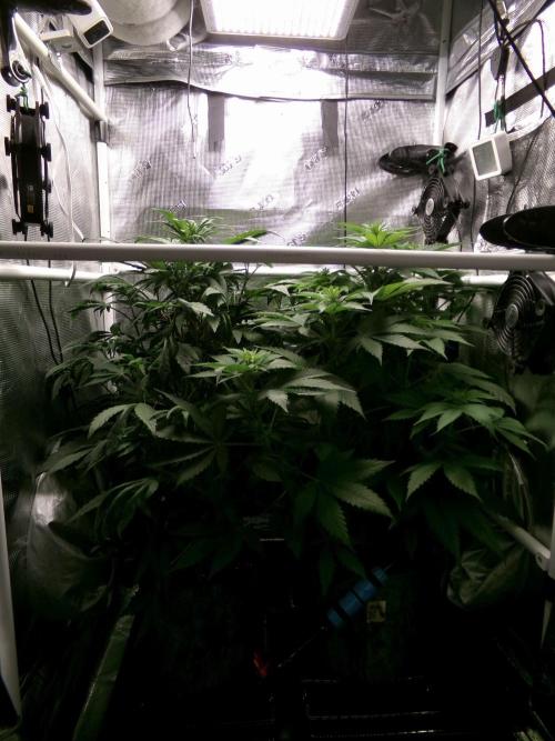 Biscotti Gelato (GDG 24 #1). Week 8