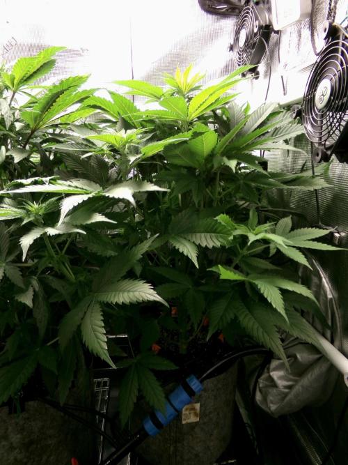 Gelato (GDG24 #2). Week 7 - Day 44