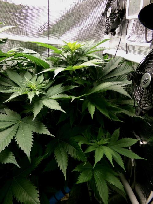 Gelato (GDG24 #2). Week 7