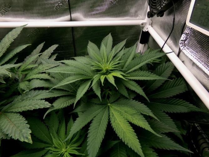 Gelato (GDG24 #2). Week 7