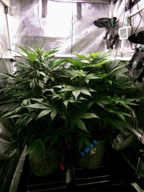 Gelato (GDG24 #2). Week 7