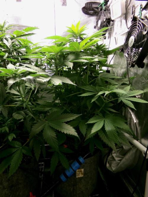 Gelato (GDG24 #2). Week 7 - Day 46