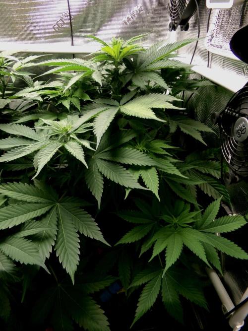 Gelato (GDG24 #2). Week 7