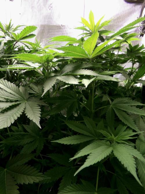 Gelato (GDG24 #2). Week 7