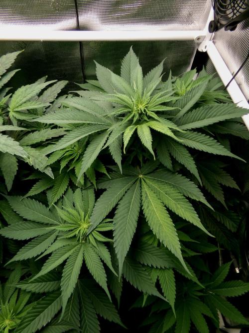 Gelato (GDG24 #2). Week 7