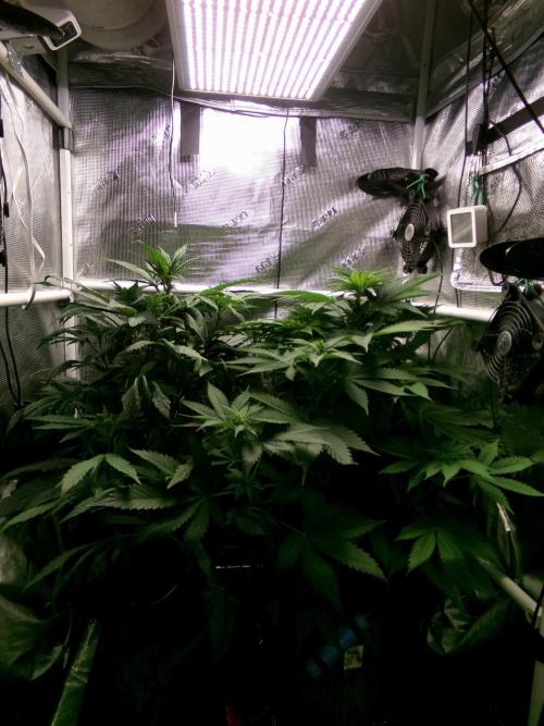 Gelato (GDG24 #2). Week 7