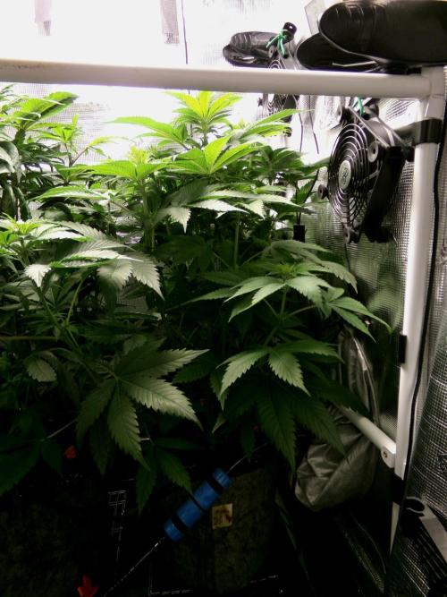 Gelato (GDG24 #2). Week 7 - Day 48