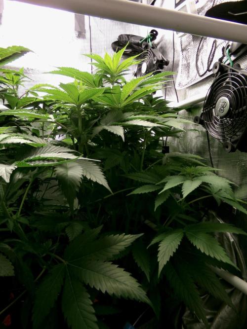 Gelato (GDG24 #2). Week 7